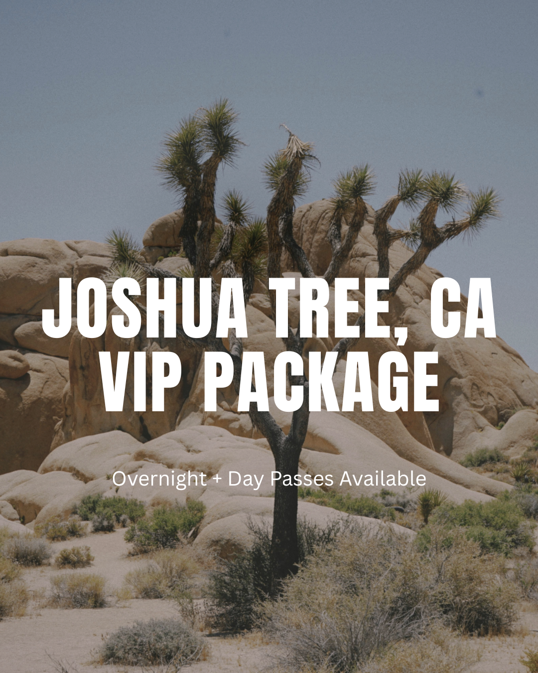 Joshua Tree: VIP Wilderness Experience